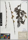 Foto von Salix myrsinifolia Salisb.